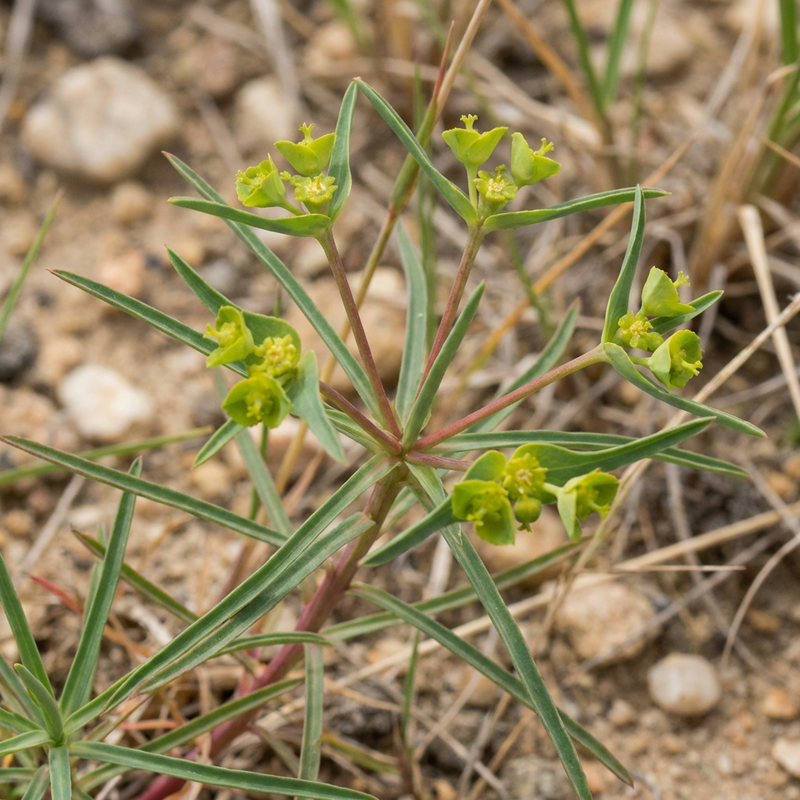 Euforbia fogliare