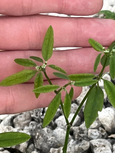 Euforbia fogliare — Bild 3