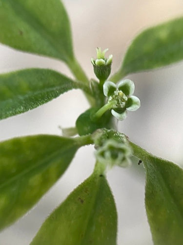 Euforbia fogliare — Bild 2