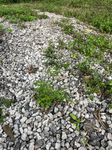 Euforbia fogliare — Bild 1