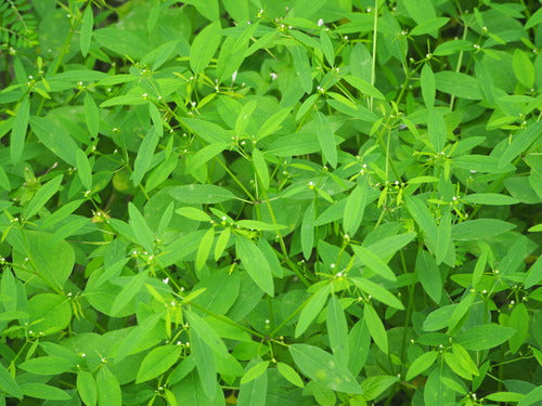 Euforbia fogliare — Bild 4