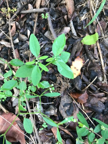 Euforbia fogliare — Bild 5