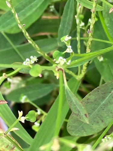 Euforbia fogliare — foto 4 di 9