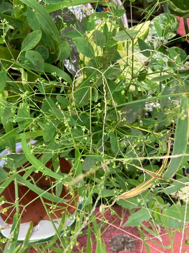 Euforbia fogliare — foto 3 di 9