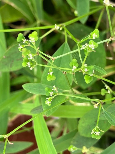 Euforbia fogliare — foto 2 di 9