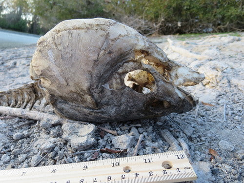 Carpa erbivora — Bild 5
