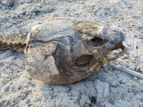 Carpa erbivora — Bild 4