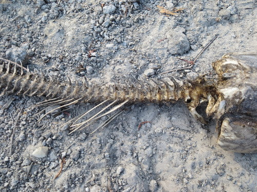 Carpa erbivora — Bild 3
