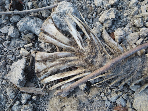Carpa erbivora — Bild 2