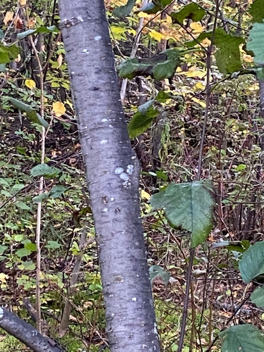 Ontano grigio — Bild 4