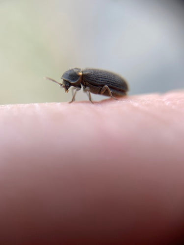 Scarabeo roditore grigio — foto 2 di 9