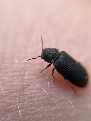 Scarabeo roditore grigio — foto 4 di 9