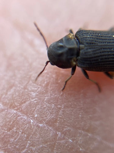 Scarabeo roditore grigio — foto 3 di 9
