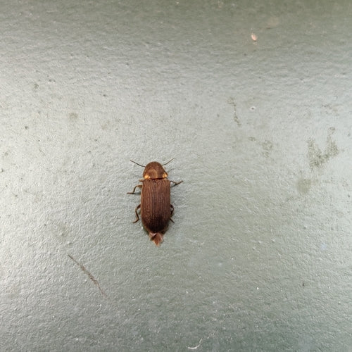 Scarabeo roditore grigio — foto 5 di 9