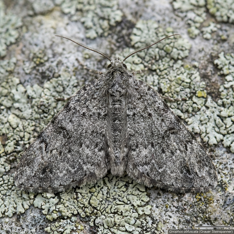Falena di pietra grigia