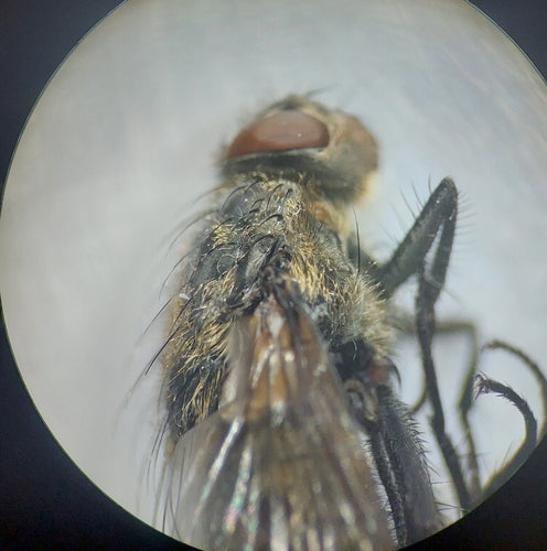 Mosca del cuscino grigio-giallo — foto 4 di 10