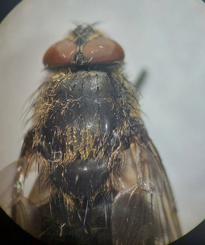 Mosca del cuscino grigio-giallo — Bild 3