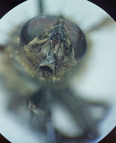Mosca del cuscino grigio-giallo — Bild 5