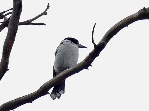 Cornacchia averla dal dorso grigio — foto 2 di 8