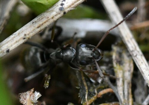 Serviformica — foto 4 di 10