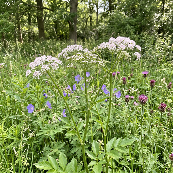 Große Bibernelle (Pimpinella major) in Blüte im naturnahen Garten (KI-generiert)