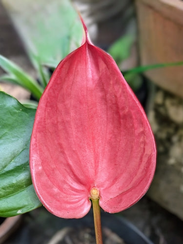 Grande fiore di fenicottero — Bild 3