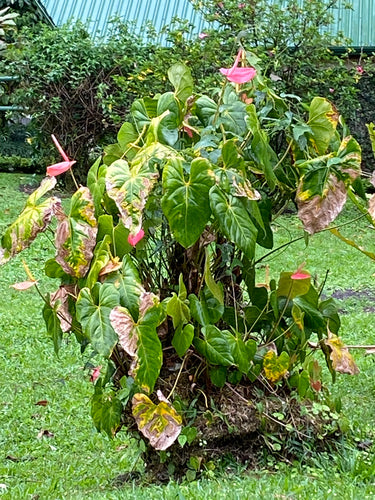 Grande fiore di fenicottero — Bild 4