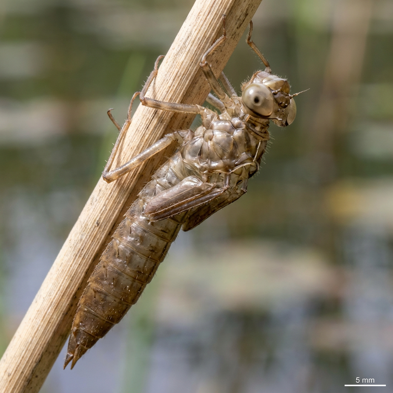 Grande libellula (Exuvia)
