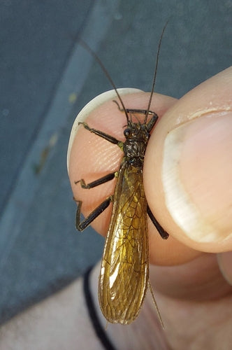 Grande mosca di pietra — Bild 4
