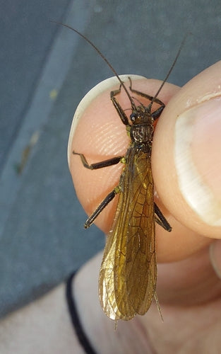 Grande mosca di pietra — Bild 3