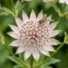 Blüte von Große Sterndolde (Astrantia major) in Nahaufnahme (KI-generiert)