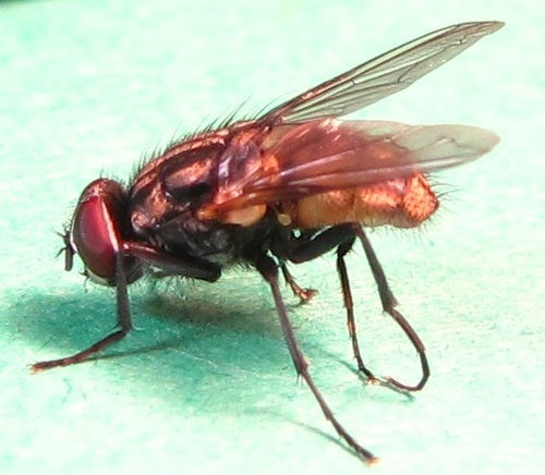 Grande mosca domestica — Bild 3