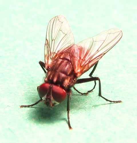 Grande mosca domestica — Bild 4