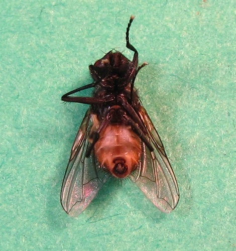 Grande mosca domestica — Bild 5