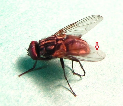 Grande mosca domestica — Bild 5