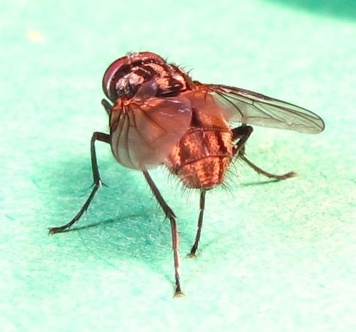 Grande mosca domestica — Bild 4