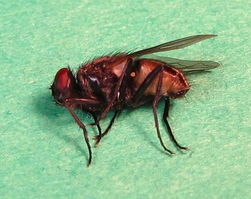 Grande mosca domestica — Bild 3