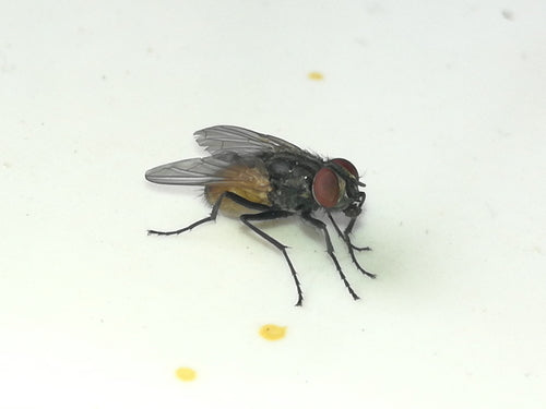Grande mosca domestica — Bild 2