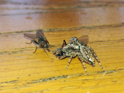 Grande mosca domestica — Bild 2