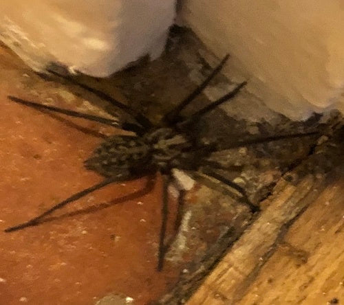 Ragno ad ampio angolo — Bild 2