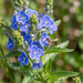 Blüte von Großer Ehrenpreis (Veronica teucrium) in Nahaufnahme (KI-generiert)