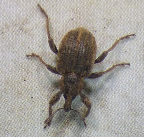 Grande punteruolo del bozzolo del trifoglio — Bild 2