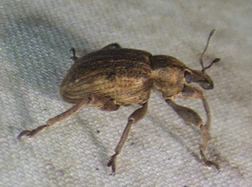 Grande punteruolo del bozzolo del trifoglio — Bild 3
