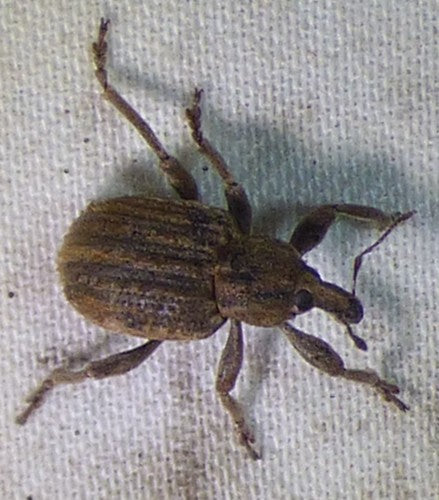 Grande punteruolo del bozzolo del trifoglio — Bild 4