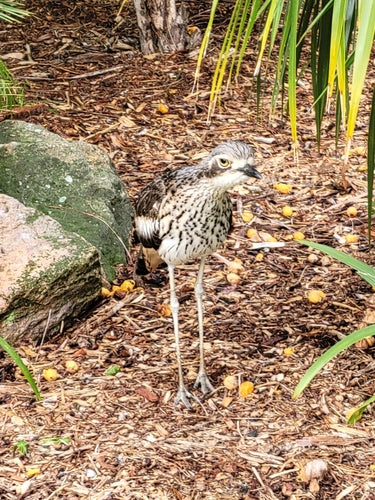 Grande germoglio di litchi — foto 3 di 9
