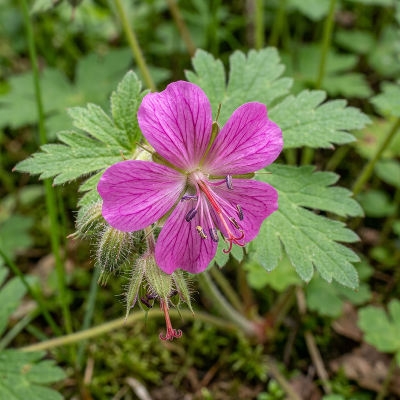 Grande Cranesbill