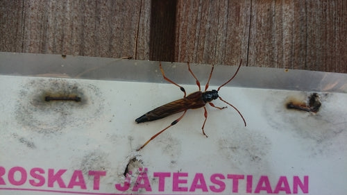 Grande scarabeo della vespa — Bild 4