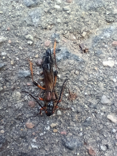 Grande scarabeo della vespa — Bild 3