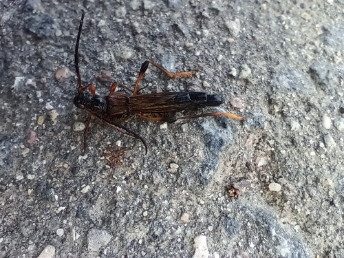 Grande scarabeo della vespa — Bild 2