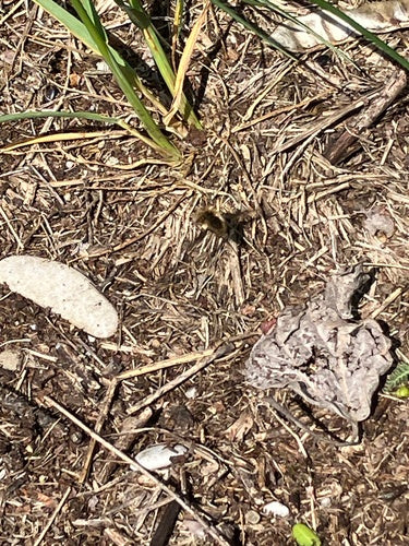 Grande galleggiante in lana — Bild 3